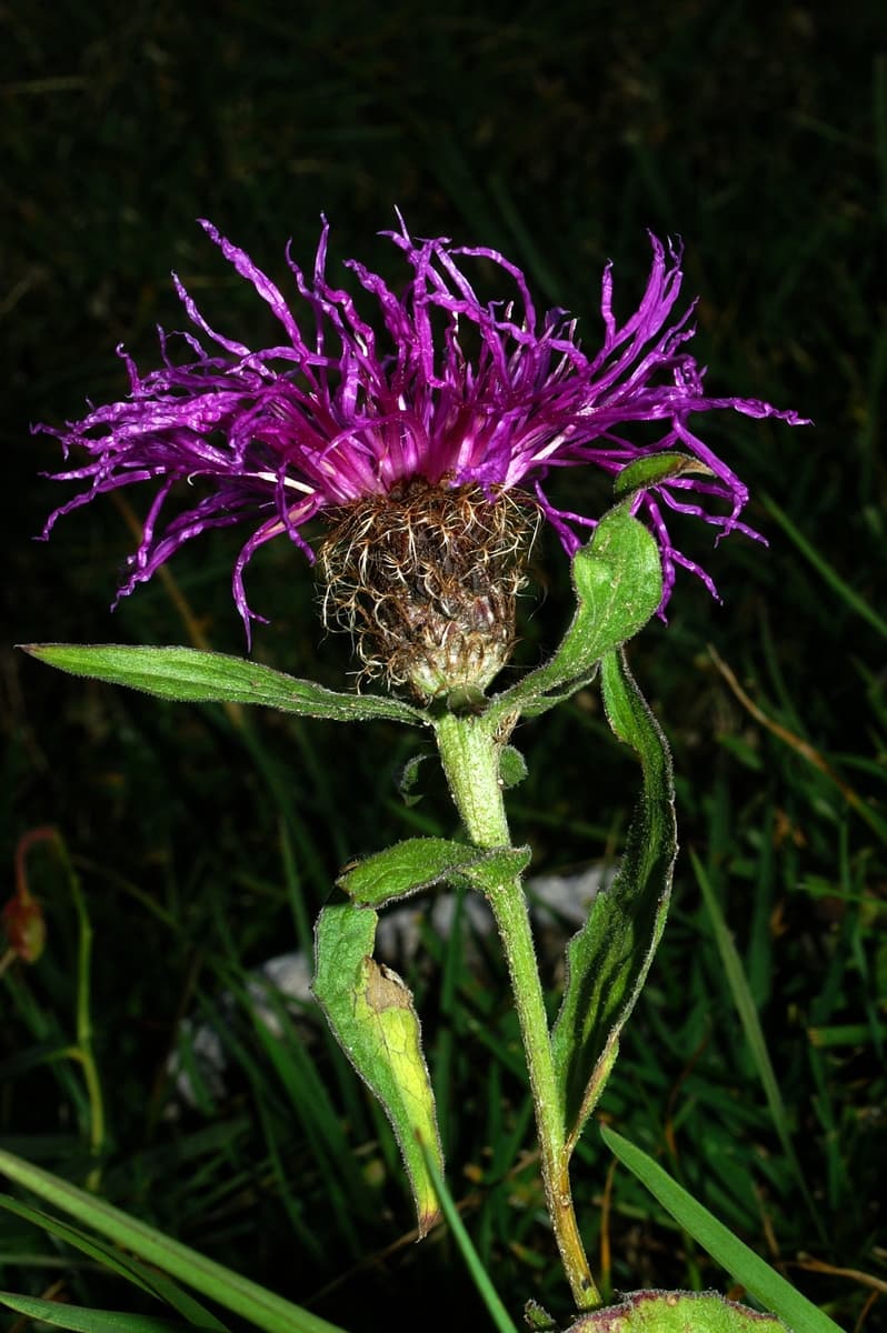 Viševnik