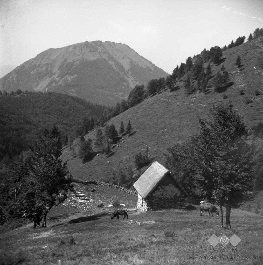 Kojca