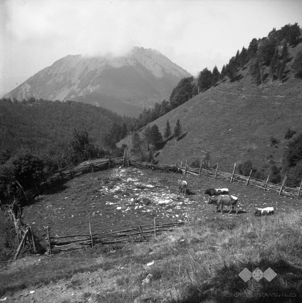Kojca