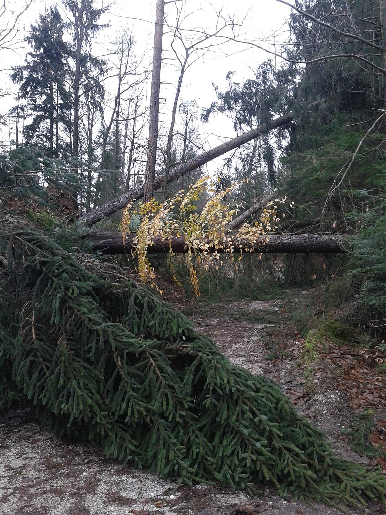 Udin Woods